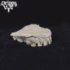 Open-Face Diamond Grillz